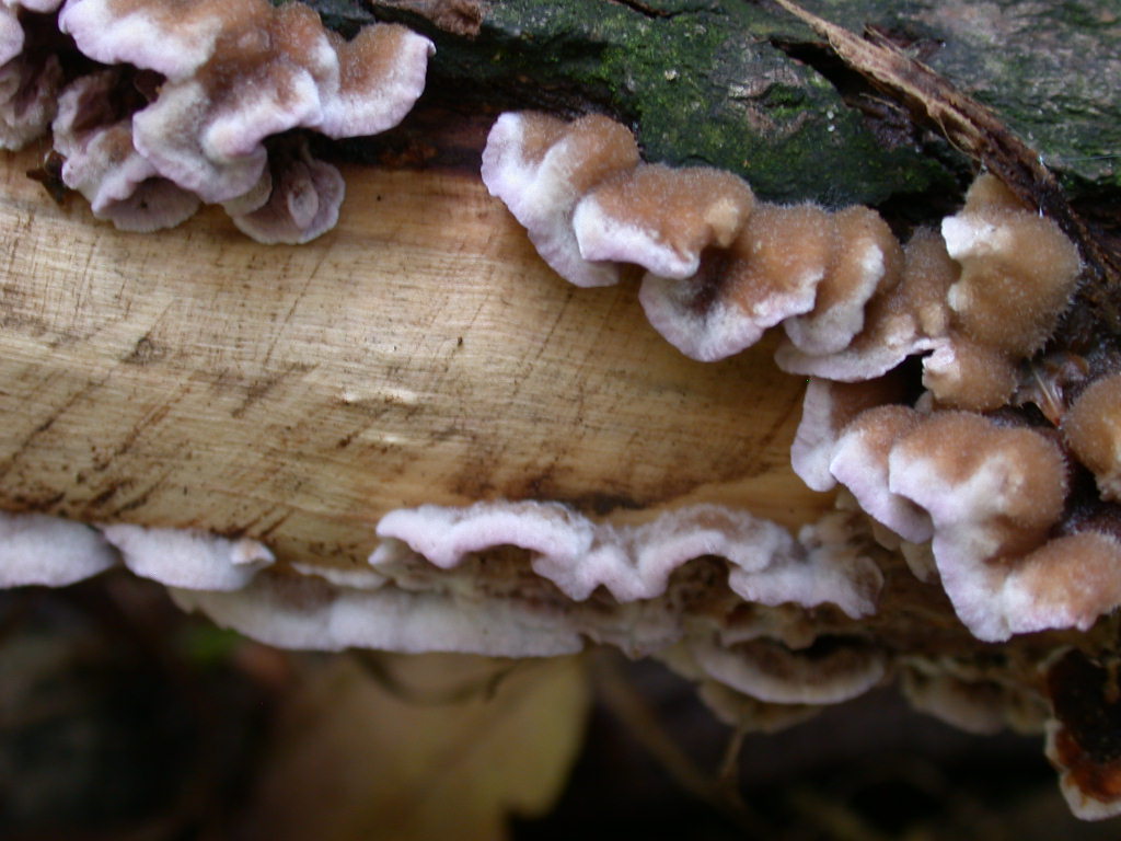 Chondrostereum purpureum da confermare - foto 6154